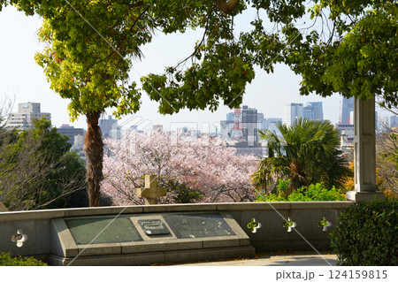 横浜・外国人墓地の桜 横浜・外国人墓地の桜 124159815