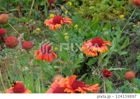 Gaillardia is growing in garden. Perennial ornamental plant. Brightly colored flowers blooming in meadow. Cottage garden. 124159897