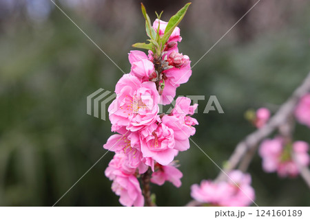ハナモモ 花桃 124160189