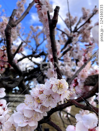 春の訪れを感じる梅の花 124160335