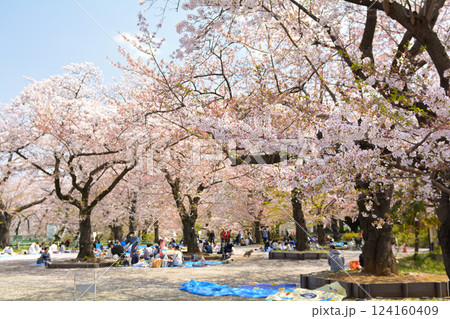 横浜・幸ケ谷公園の桜 124160409