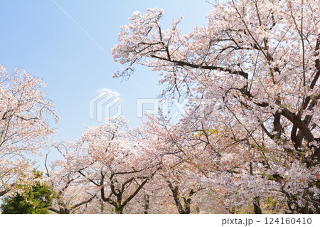 横浜・幸ケ谷公園の桜 124160410