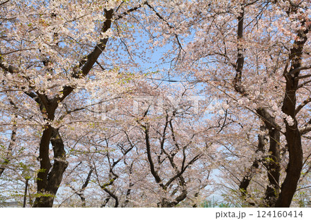 横浜・幸ケ谷公園の桜 124160414