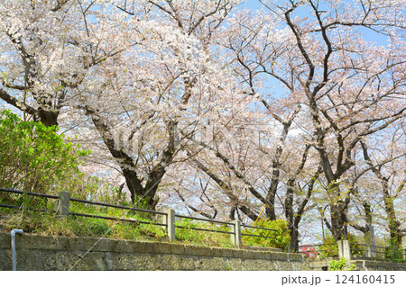 横浜・幸ケ谷公園の桜 124160415
