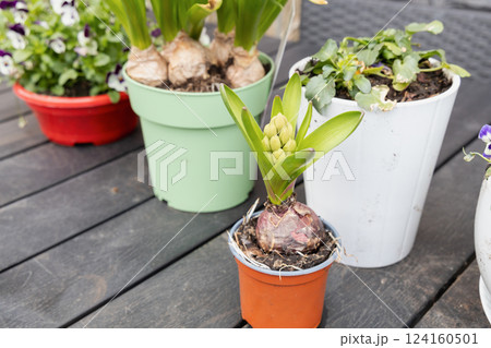 Spring flower seedlings on a table in the garden 124160501