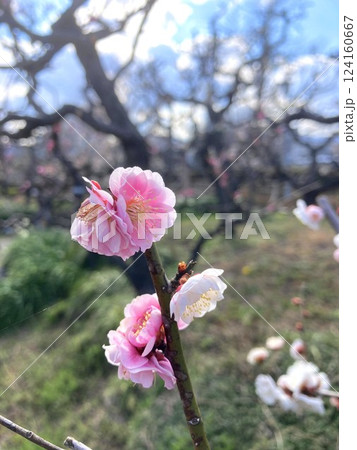 とても愛らしい源平咲きの梅 124160667
