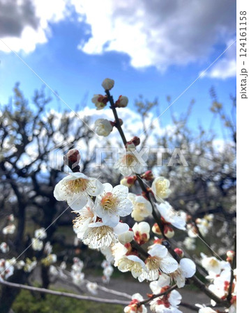 日差しに映える梅の花 124161158