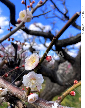 何とも可愛らしい斑入りの梅の花 124161159