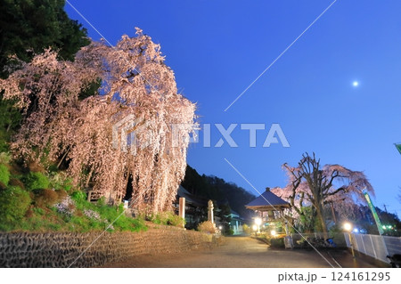 青梅市 梅岩寺の夜桜 124161295