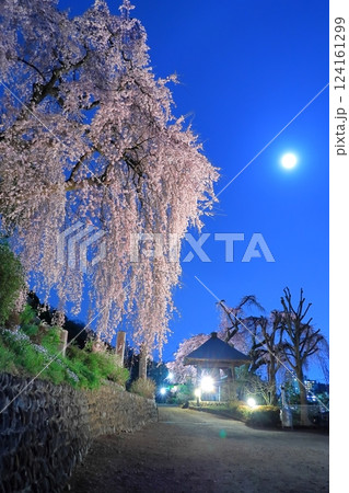 青梅市 梅岩寺の夜桜 124161299