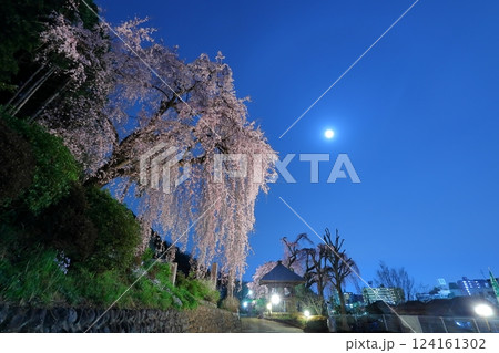 青梅市 梅岩寺の夜桜 青梅市 梅岩寺の夜桜 124161302