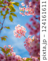 青空に映える桜 124161611