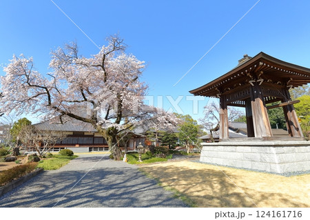 普門寺の桜 あきる野市 普門寺の桜 あきる野市 124161716