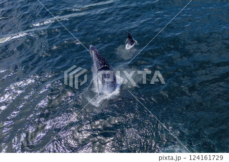 humpback whale mother and calf breaching mexico aerial view with drone 124161729