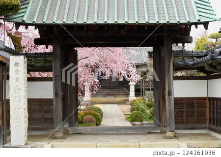 金剛寺の桜 (青梅市) 金剛寺の桜 (青梅市) 124161936