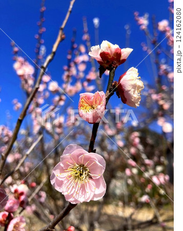 晴天に映える梅の花 124162080