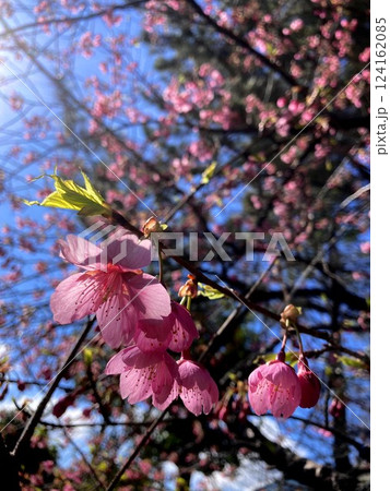 若葉との対比が愛らしい河津桜 124162085