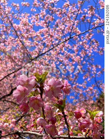 見事に咲き揃った河津桜 124162086