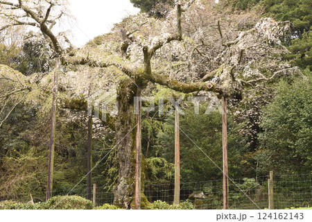 長興山　紹太寺   枝垂れ桜 124162143