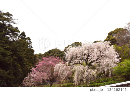 長興山　紹太寺   枝垂れ桜 124162145