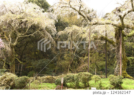 長興山　紹太寺   枝垂れ桜 124162147