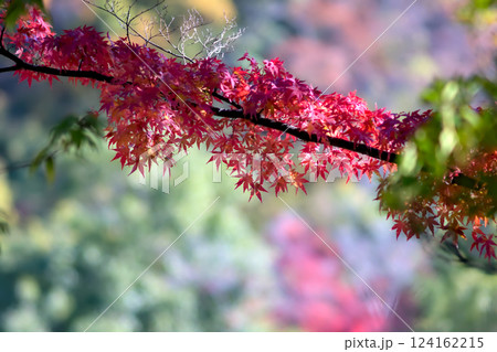 秋色に染まる枝 124162215