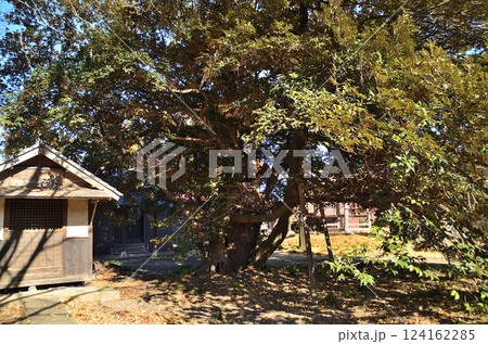 埼玉県羽生市上岩瀬の自証院医王寺　椎の木 124162285