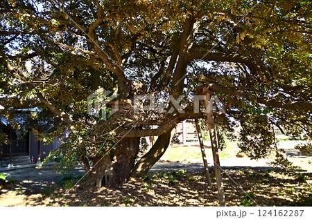 埼玉県羽生市上岩瀬の自証院医王寺　椎の木 124162287