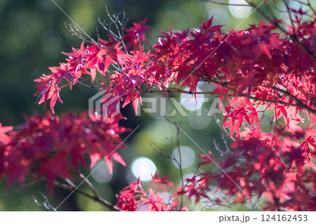 陽射しに輝く紅葉 124162453