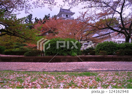 長浜城(滋賀県長浜市)散る桜の花 長浜城(滋賀県長浜市)散る桜の花 124162948