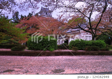 長浜城(滋賀県長浜市)散る桜の花 長浜城(滋賀県長浜市)散る桜の花 124162949