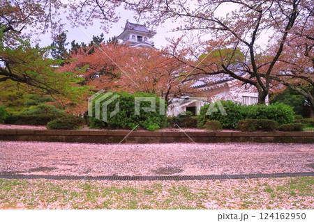 長浜城（滋賀県長浜市）散る桜の花 124162950