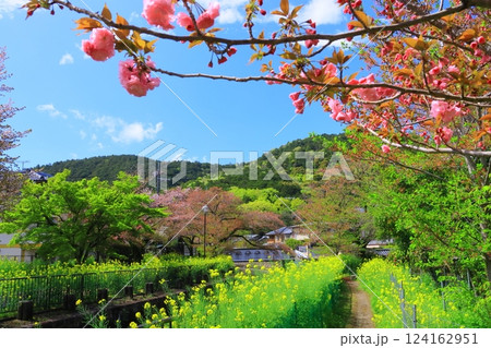 琵琶湖疎水(京都市山科区)新緑の中に咲く桜の花 琵琶湖疎水(京都市山科区)新緑の中に咲く桜の花 124162951
