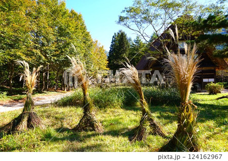 白川郷　合掌造り　民家園　野外博物館　ススキ 124162967