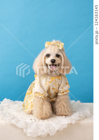 ブルーバックと微笑むマルプーのパンナ 124163145