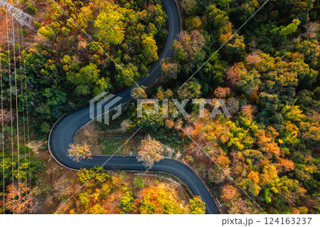 Aerial view of a road through a green and yellow deciduous forest in summer in Asia. 124163237