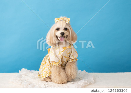 ブルーバックと微笑むマルプーのパンナ 124163305