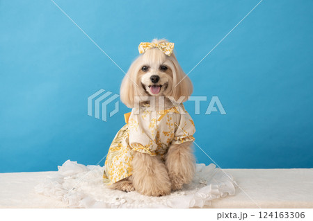 ブルーバックと微笑むマルプーのパンナ 124163306