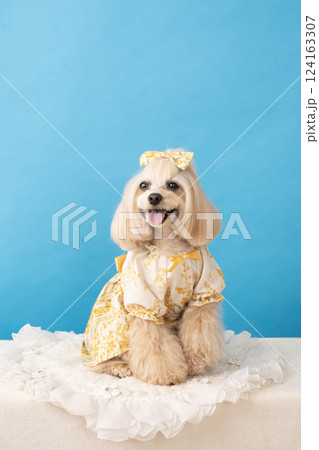 ブルーバックと微笑むマルプーのパンナ 124163307