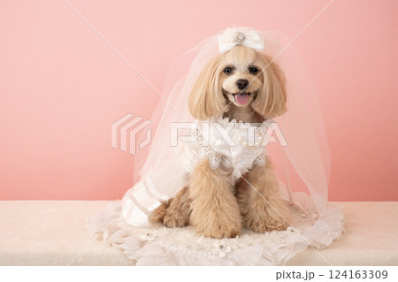 ピンクバックとウェデイングドレスを着て微笑むマルプーのパンナ 124163309