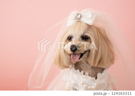 ピンクバックとウェデイングドレスを着て微笑むマルプーのパンナ 124163311