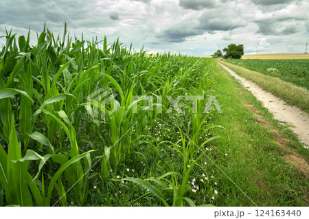 Green leaves of growing corn in a field next to a dirt road and cloudy sky on a summer day in Staw, eastern Poland Green leaves of growing corn in a field next to a dirt road and cloudy sky on a summer day in Staw, eastern Poland 124163440