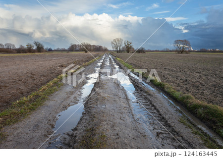 Puddles on the dirt road between ploughed fields 124163445