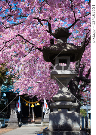 神社と河津桜（前橋・江田鏡神社） 124163551