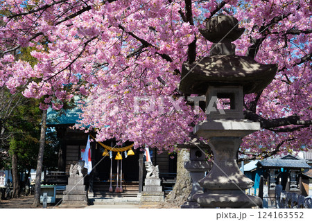 神社と河津桜（前橋・江田鏡神社） 124163552