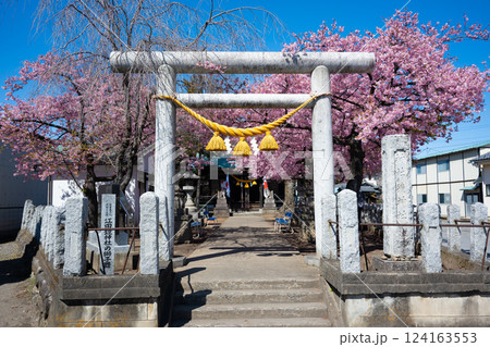 神社と河津桜(前橋・江田鏡神社) 神社と河津桜(前橋・江田鏡神社) 124163553
