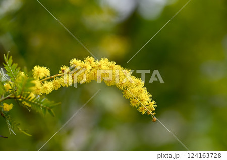 春の訪れを告げるミモザの花 春の訪れを告げるミモザの花 124163728