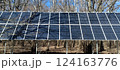 A row of solar panels stands amidst tall trees in a forest, capturing sunlight to generate renewable energy. The clear blue sky enhances the scene's natural beauty 124163776