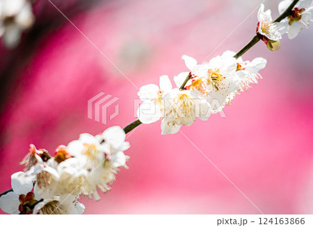 白い梅の花 白い梅の花 124163866