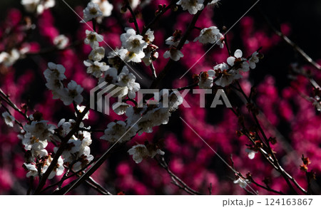 咲き始めた梅の花 咲き始めた梅の花 124163867